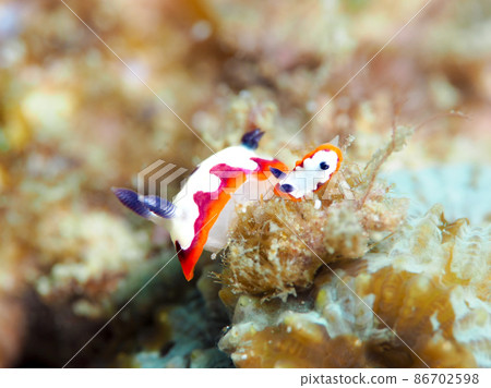 Fujinami Sea Umi 86702598