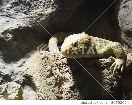 潛伏在岩石洞中的捲尾蜥蜴 86702694