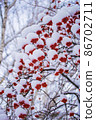 Red berries of mountain ash under the snow. 86702711
