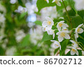 Twig with white jasmine flower in spring 86702712