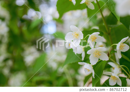 Twig with white jasmine flower in spring Twig with white jasmine flower in spring 86702712