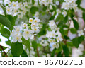 Twig with white jasmine flower in spring 86702713