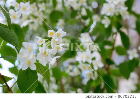 Twig with white jasmine flower in spring Twig with white jasmine flower in spring 86702713