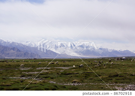 Animals swarming in the wetlands of Tashkurgan, Xinjiang Uygur Autonomous Region 86702918