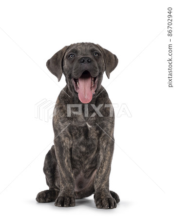 Cane Corso dog on white background 86702940