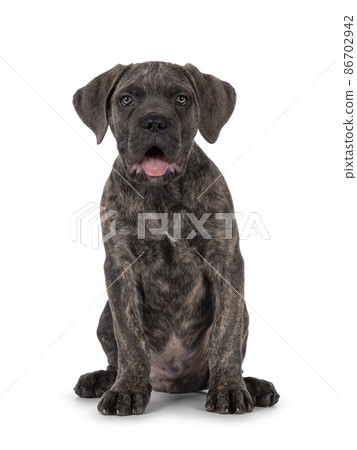 Cane Corso dog on white background 86702942