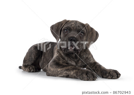 Cane Corso dog on white background Cane Corso dog on white background 86702943