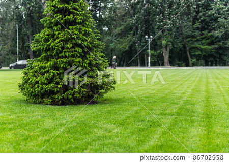 One fresh bright spruce tree growing on manicured mowed green grass lawn field at yard, city park or gold course on sunny day. Formal british garden and landscaping design. Lawn care serivce concept One fresh bright spruce tree growing on manicured mowed green grass lawn field at yard, city park or gold course on sunny day. Formal british garden and landscaping design. Lawn care serivce concept 86702958