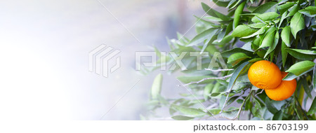 Orange Mandarins on the tree, Tangerine plantation, rich of vitamin c fruit, selective focus, banner Orange Mandarins on the tree, Tangerine plantation, rich of vitamin c fruit, selective focus, banner 86703199