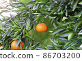 Orange Mandarins on the tree branch, Tangerine plantation, rich of vitamin c fruit, selective focus 86703200