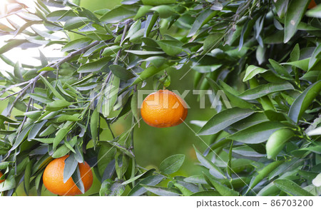 Orange Mandarins on the tree branch, Tangerine plantation, rich of vitamin c fruit, selective focus Orange Mandarins on the tree branch, Tangerine plantation, rich of vitamin c fruit, selective focus 86703200