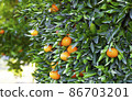 Orange Mandarins on the tree branch, Tangerine plantation, rich of vitamin c fruit, selective focus 86703201