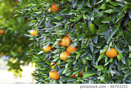 Orange Mandarins on the tree branch, Tangerine plantation, rich of vitamin c fruit, selective focus 86703201