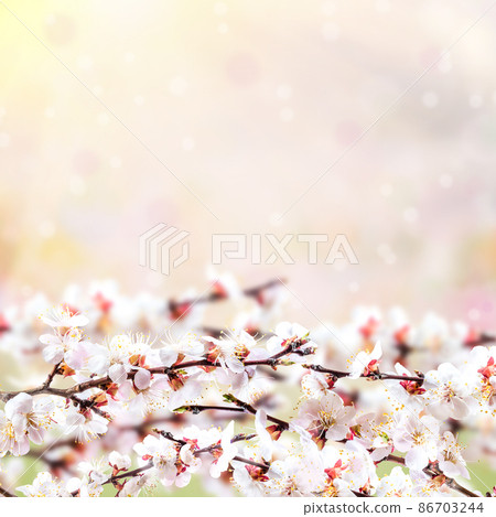 Spring card with cherry flowers Spring card with cherry flowers 86703244