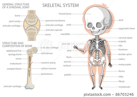 Skeletal system. Biology education banner for kids. Skeletal system. Biology education banner for kids. 86703246