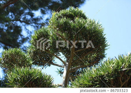 Inumaki tree 86703323