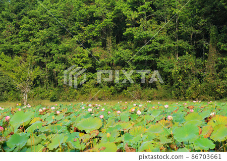 Lotus field scenery around Siem Reap, Cambodia Lotus field scenery around Siem Reap, Cambodia 86703661