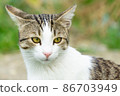 Close up portrait of a cute cat 86703949