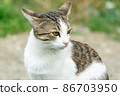 Close up portrait of a cute cat 86703950
