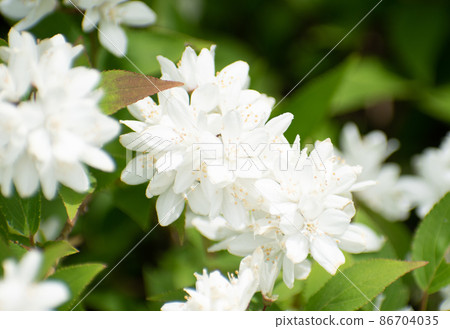 Beautiful flowers that shine white 86704035