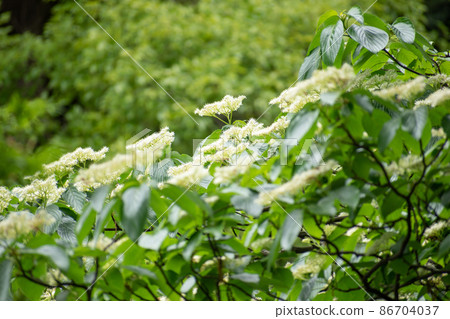 White flowers that bloom vigorously toward the sun White flowers that bloom vigorously toward the sun 86704037