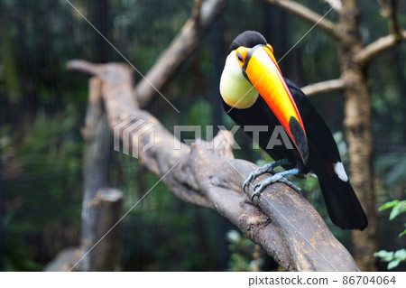 The toco toucan bird on the wood tree in forest The toco toucan bird on the wood tree in forest 86704064