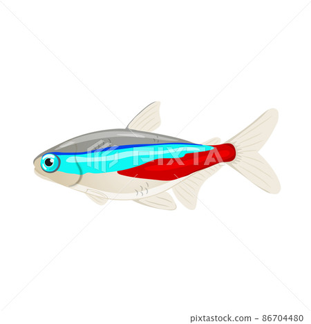 Vector illustration of freshwater aquarium neon tetra, Vector illustration of freshwater aquarium neon tetra, 86704480