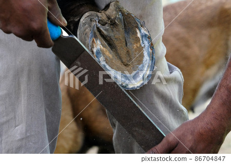 horse shoeing horse shoeing 86704847