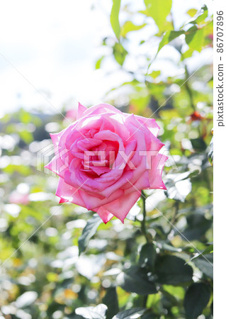 Pink roses blooming in the rose garden 86707896