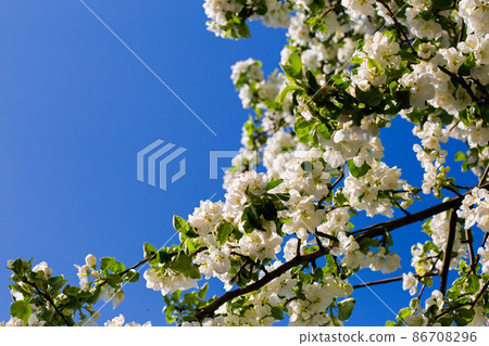 White apple tree blossom flowers and blue sky. A sunny bright photo with free blank copy space for text. For cards, posters, website decoration etc. 86708296