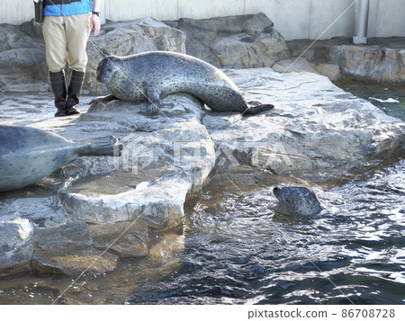 Shinagawa Aquarium Seal Show 86708728