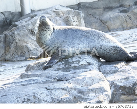 Shinagawa Aquarium Seal Show 86708732