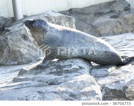 Shinagawa Aquarium Seal Show 86708733