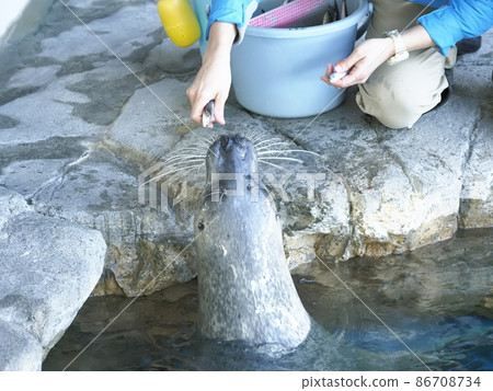 Shinagawa Aquarium Seal Show 86708734