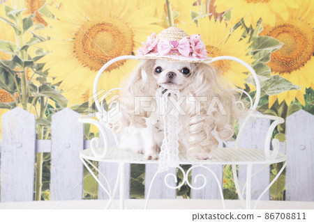 向日葵和白色吉娃娃坐在長凳上 向日葵和白色吉娃娃坐在長凳上 86708811