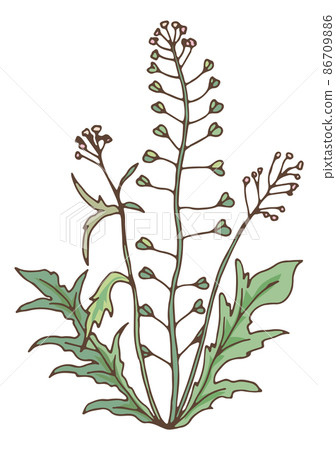 Green herbal plant. Blooming capsella. Wild flower 86709886