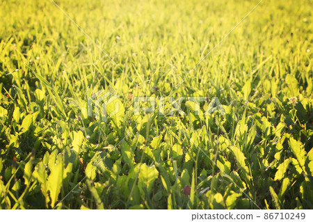 Green grass in sunlight 86710249