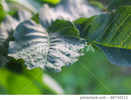 Green leaves of the wallnut tree. 86710311