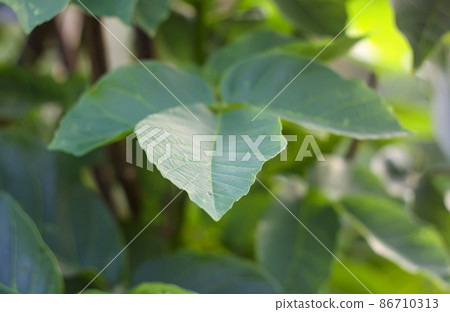 Green leaves of the wallnut tree. Green leaves of the wallnut tree. 86710313