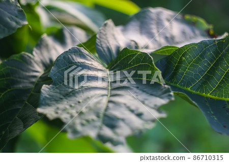 Green leaves of the wallnut tree. Green leaves of the wallnut tree. 86710315