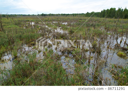 Swamp with trees in the forest. The concept of ecology and environmental protection.  86711291