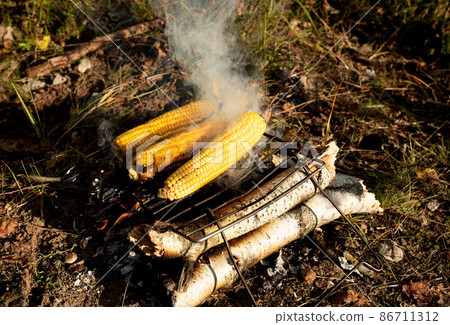 Grilled corn on the fire. Cooking food over a campfire in the forest. Survival in the wild. 86711312