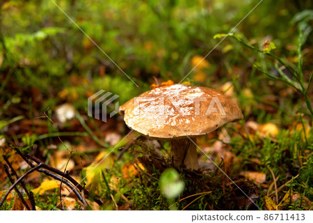 Edible Boletus mushroom autumn season at forest.  86711413