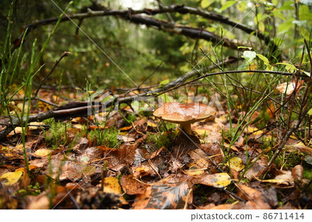 Edible Boletus mushroom autumn season at forest.  86711414