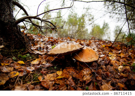 Brown cap boletus in autumn leaves at forest.  86711415