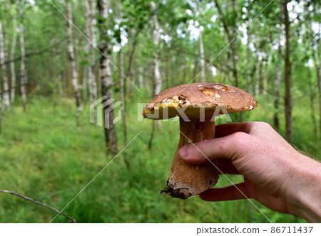 Edible Boletus mushroom in a man's hand. Edible Boletus mushroom in a man's hand. 86711437