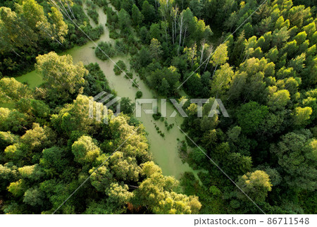 Swamp with trees in the forest. The concept of ecology and environmental protection. Swamp with trees in the forest. The concept of ecology and environmental protection. 86711548