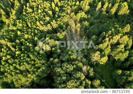 Swamp with trees in the forest. The concept of ecology and environmental protection.  86711550