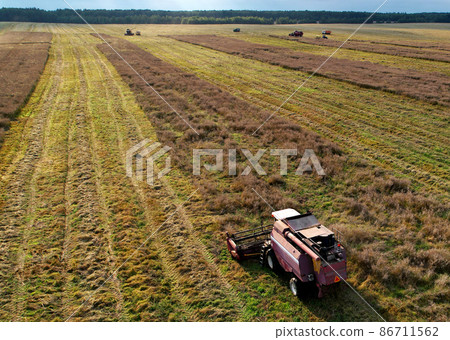 Combine harvester working in rapeseed field. Combine harvester working in rapeseed field. 86711562