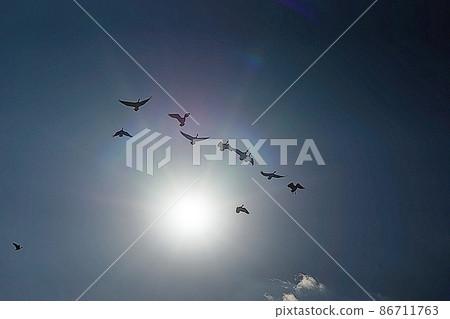 geese flying geese flying 86711763